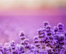Lavender in bloom — Terra Vita pilot inspiration
