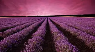 Lavender field — concept mood