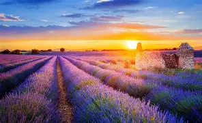 Lavender rows at sunset — concept mood